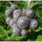 Arctium tomentosum......die filzige Klette