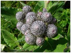 Arctium tomentosum......die filzige Klette