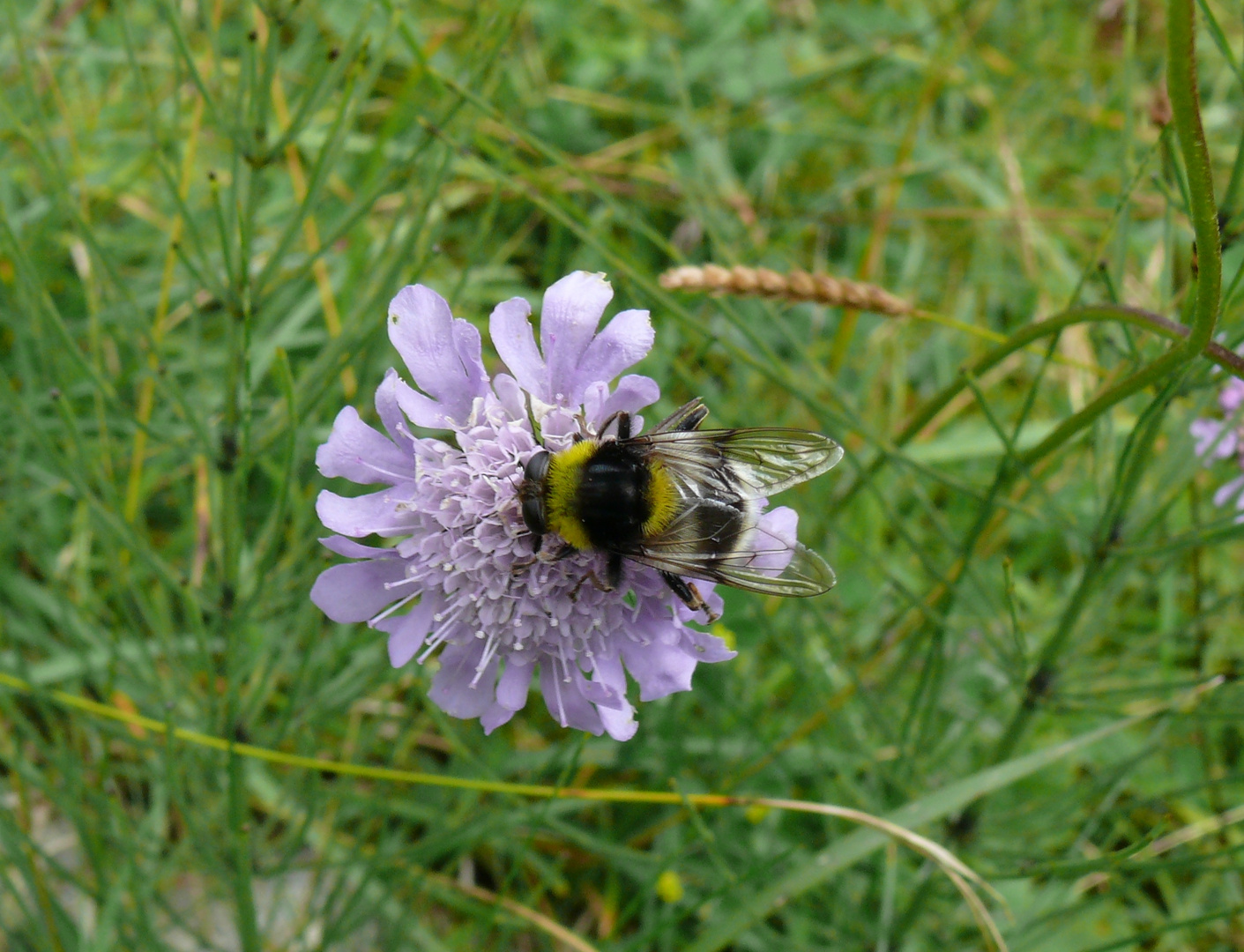 Arctophila Bombiformis