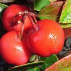 Arctostaphylos uva-ursi in einem Makro