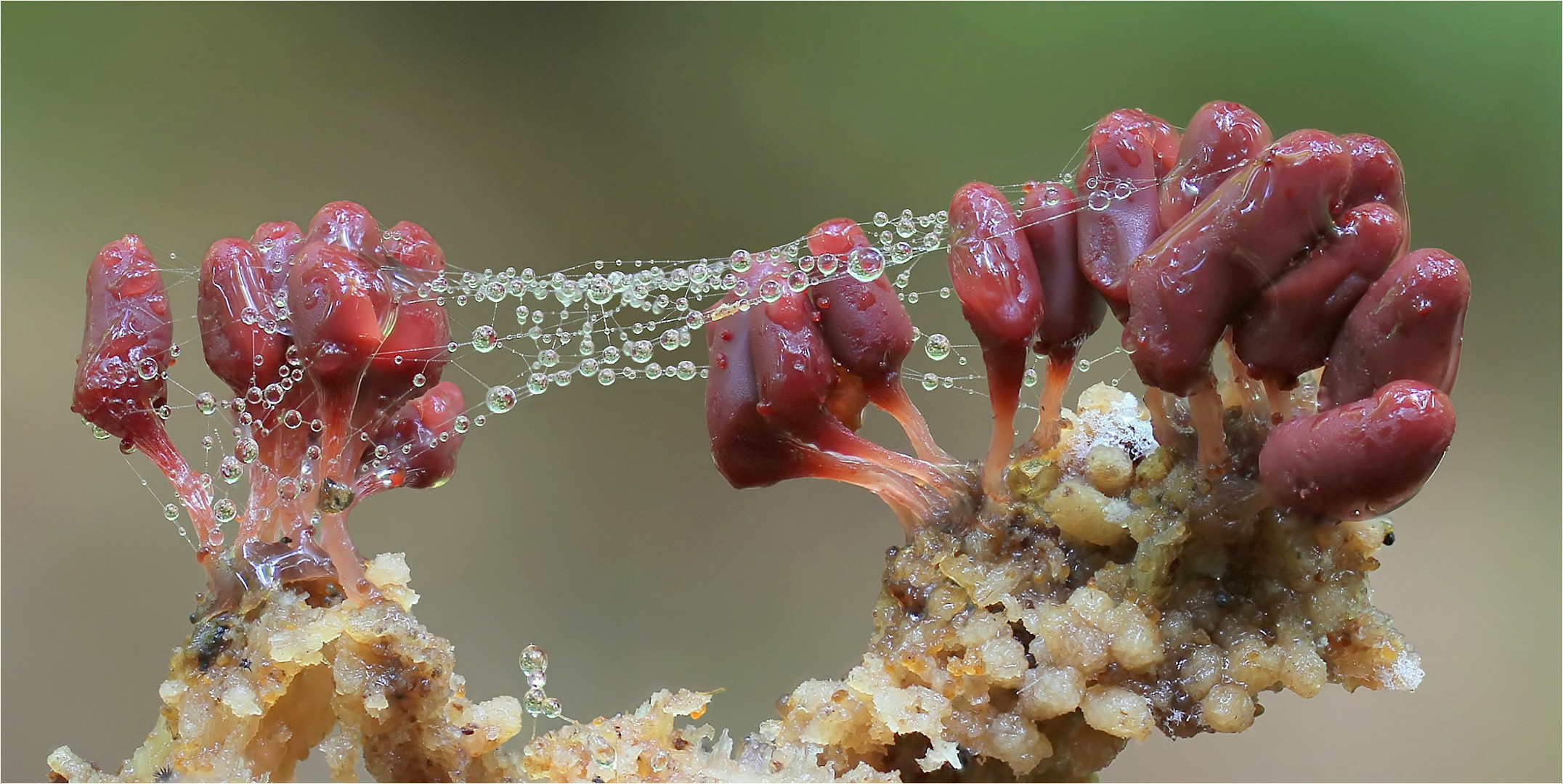 Arcyria affinis Foto & Bild pflanzen, pilze & flechten, pilze