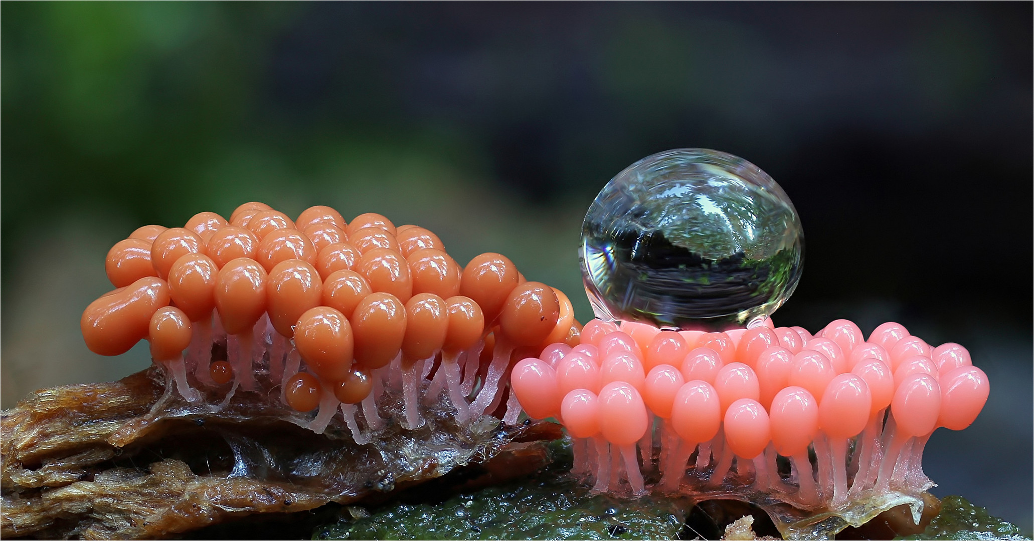 Arcyria ferruginea