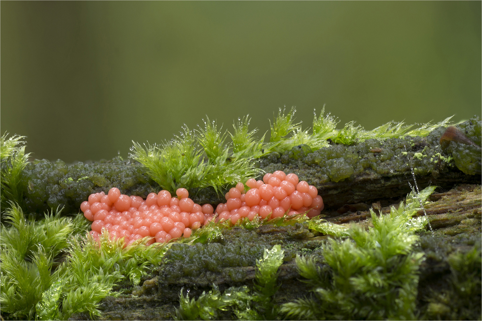  Arcyria ferruginea 