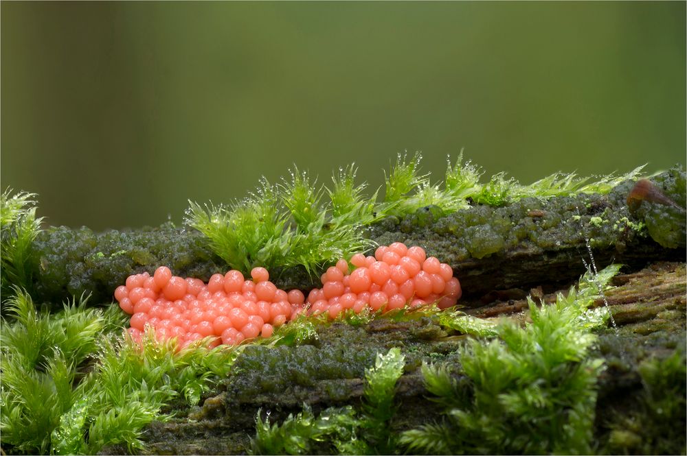  Arcyria ferruginea 