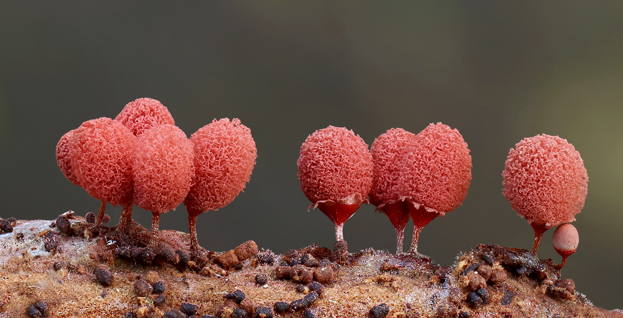 Arcyria ferruginea 