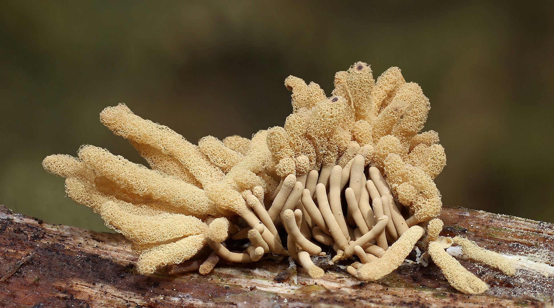 Arcyria obvelata Foto & Bild pflanzen, pilze & flechten, myxomyceten