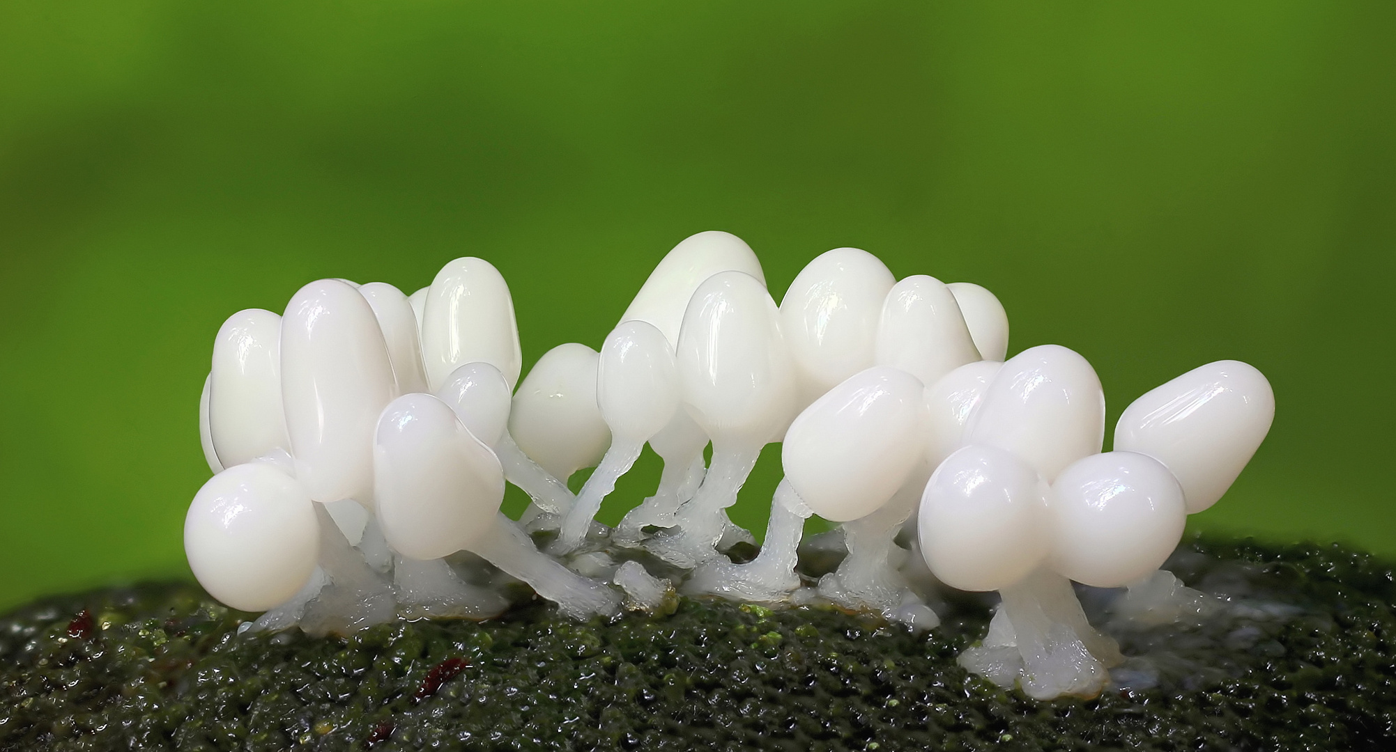 Arcyria sp. Foto & Bild pflanzen, pilze & flechten, myxomyceten