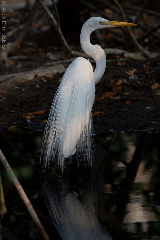 Ardea alba