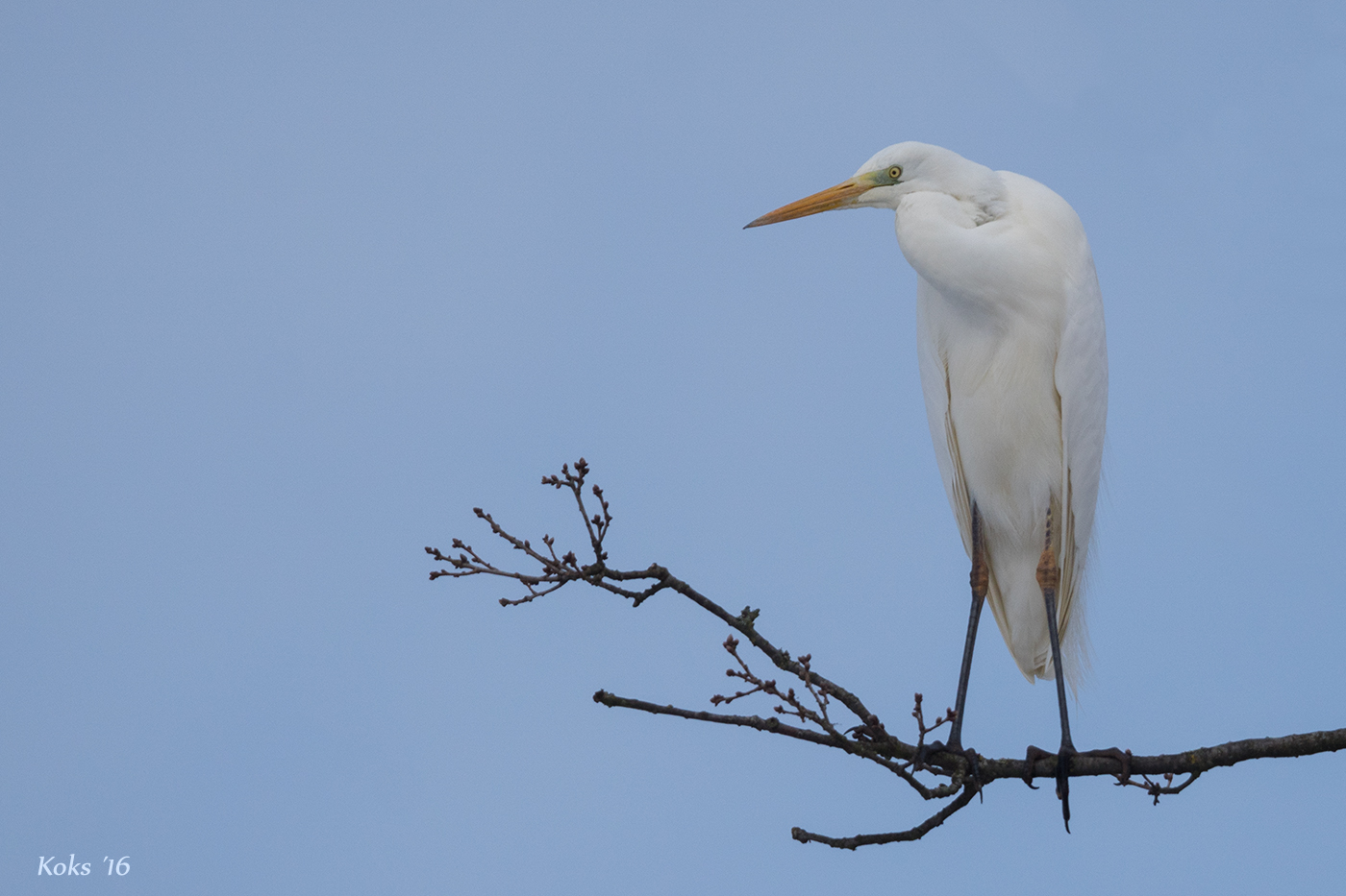 Ardea alba