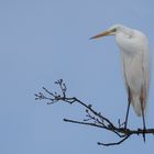 Ardea alba