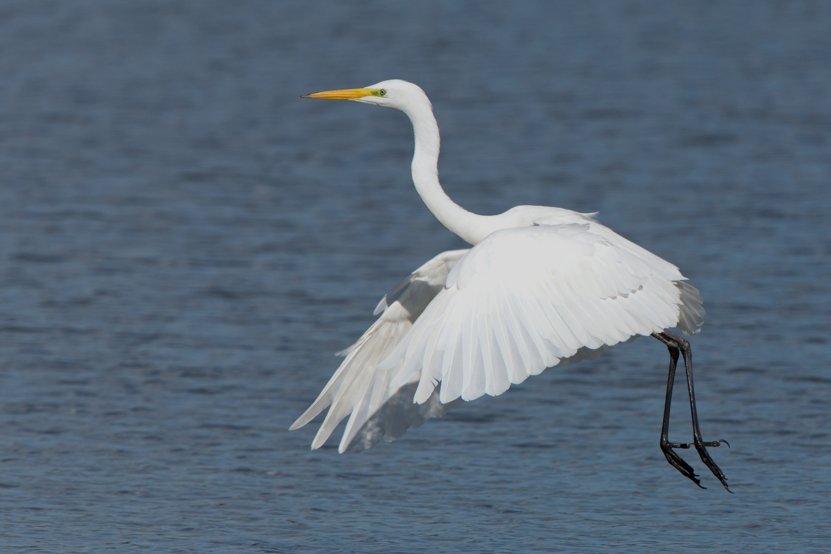 Ardea alba