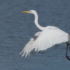 Ardea alba