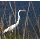 Ardea Alba...