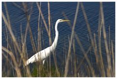 Ardea Alba...