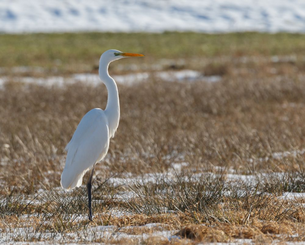 Ardea alba