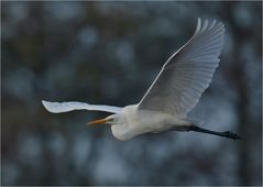 Ardea alba