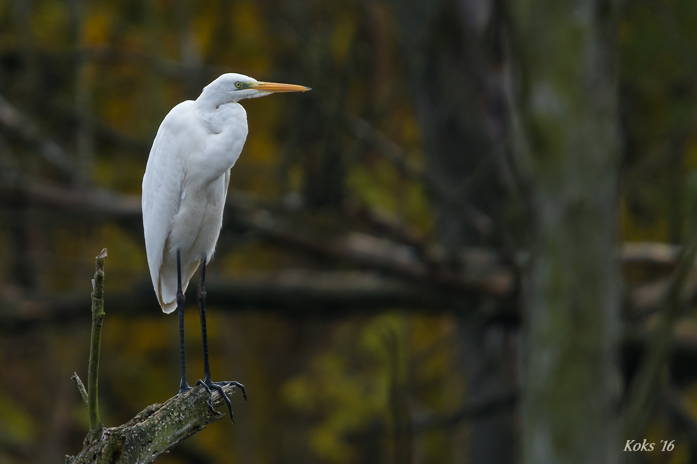 Ardea alba