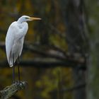 Ardea alba