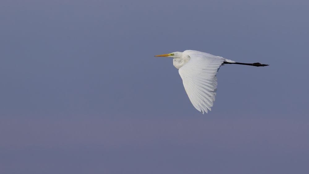 Ardea alba