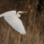 Ardea alba