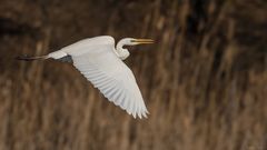 Ardea alba