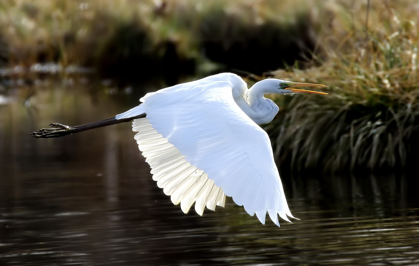 Ardea alba - contre-jour