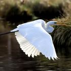 Ardea alba - contre-jour