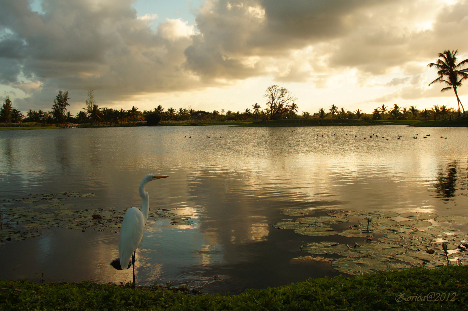 Ardea Alba