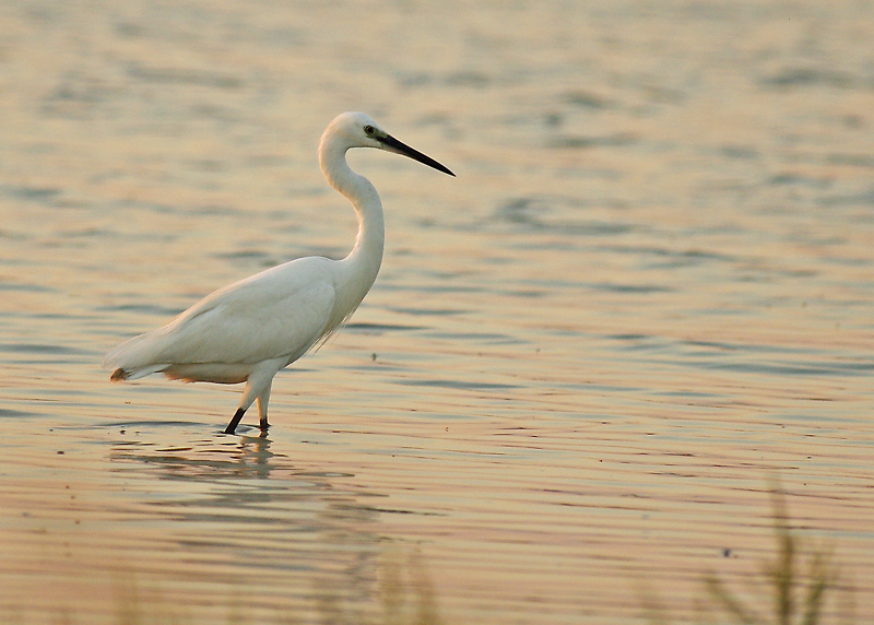 Ardea alba