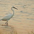 Ardea alba