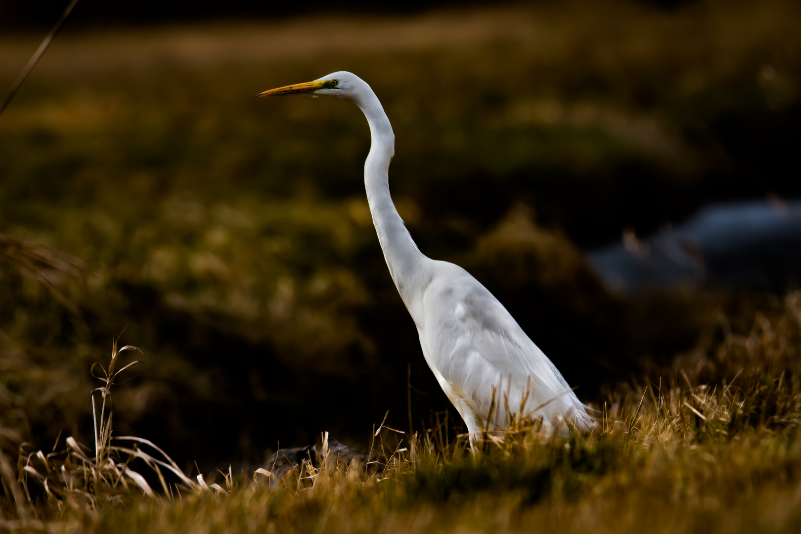 Ardea Alba modesta.... 