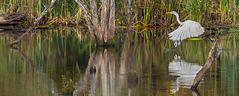 Ardea alba (Siberreiher)