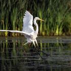 Ardea Alba (Silberreiher)