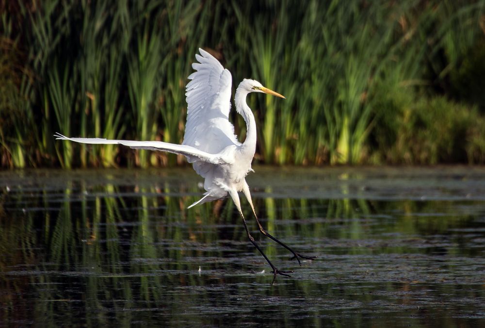 Ardea Alba (Silberreiher)