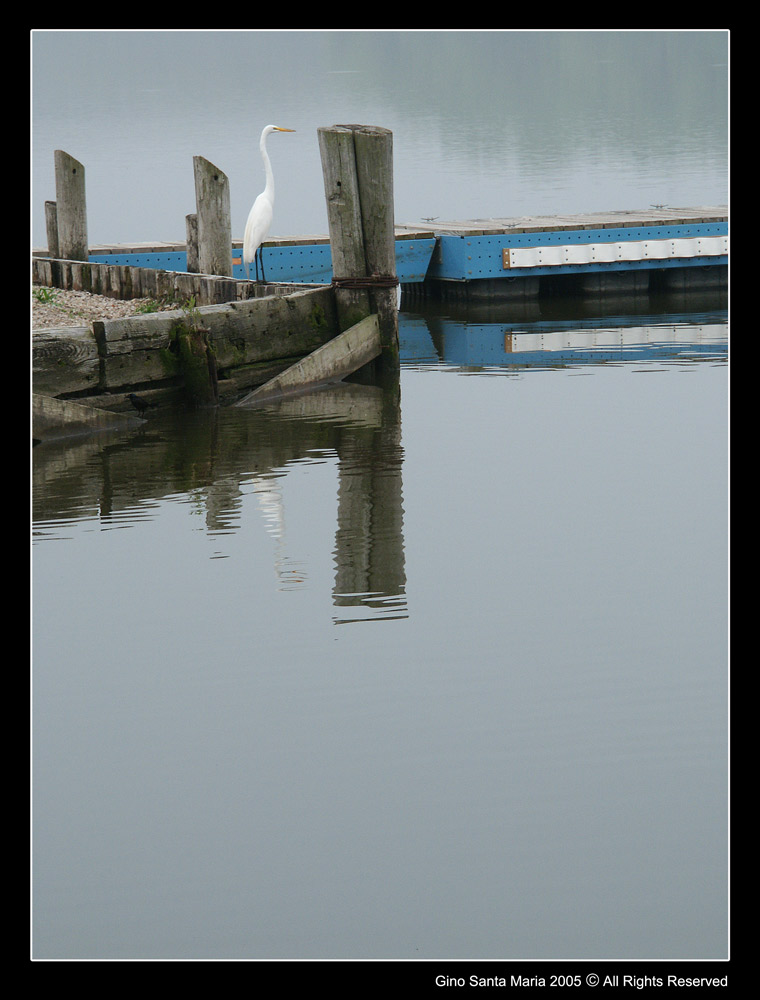 Ardea alba. The Great Egret