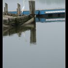 Ardea alba. The Great Egret