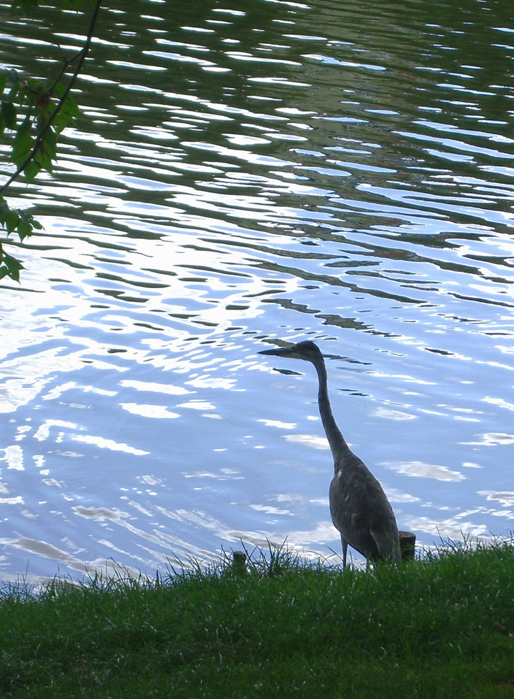 Ardea Berlin