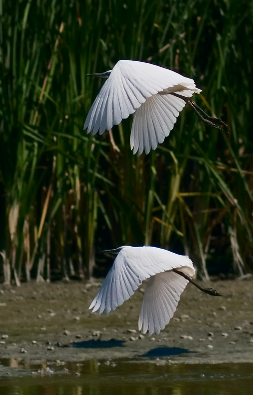 Ardea