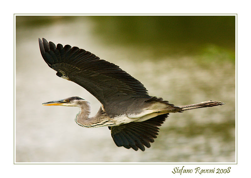 Ardea Cinerea