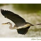 Ardea Cinerea