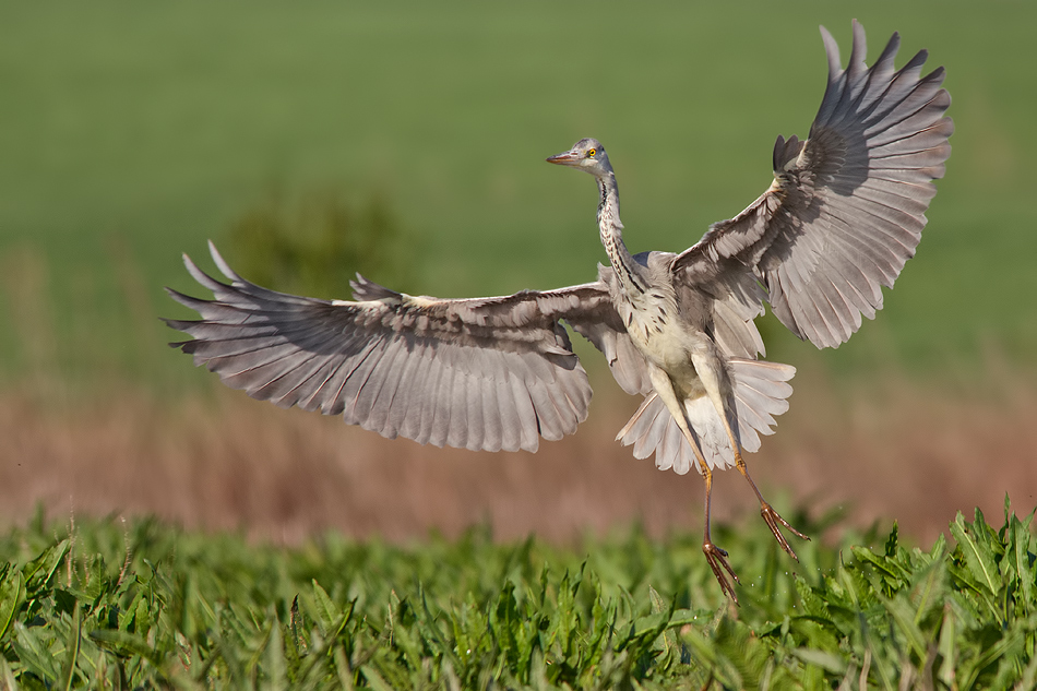 Ardea Cinerea