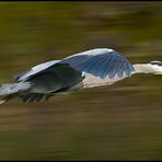 Ardea cinerea