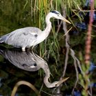 Ardea cinerea