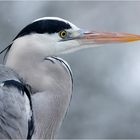 Ardea cinerea