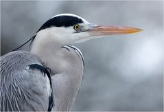 Ardea cinerea