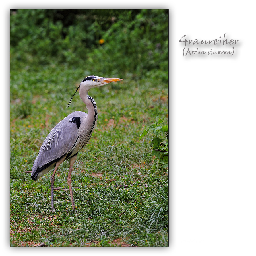 Ardea cinerea