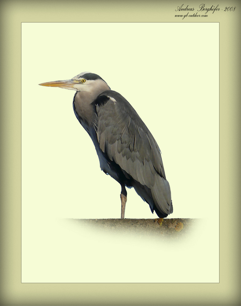 Ardea cinerea