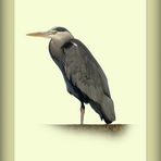 Ardea cinerea