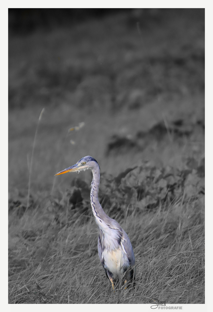 Ardea cinerea