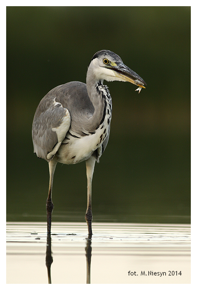 Ardea cinerea 2